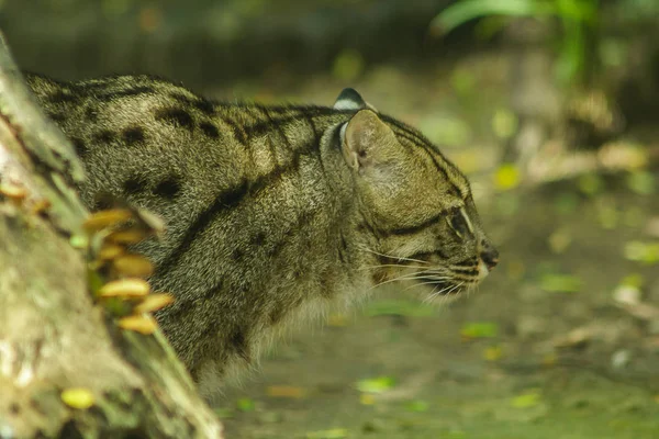 Fishing cat walking on the floor