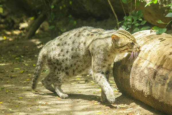 Yerde Yürüyen Balıkçı Kedi — Stok fotoğraf