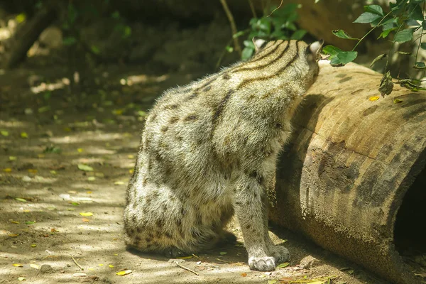 Fishing cat sitting on the floor, is a mammal Small tiger Slightly larger than domestic cats