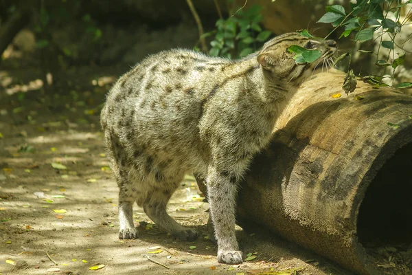 Gato Pescador Caminando Por Suelo — Foto de Stock