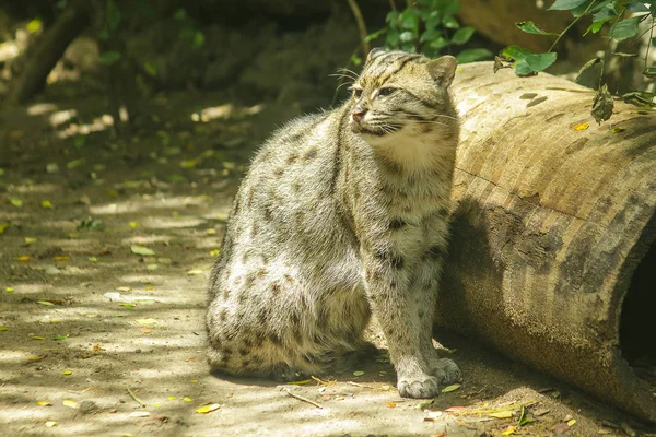 Gato Pesca Sentado Suelo Mamífero Pequeño Tigre Ligeramente Más Grande — Foto de Stock