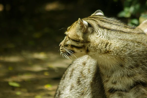 Pesca Gato Está Olhando Para Algo Que Interessante — Fotografia de Stock