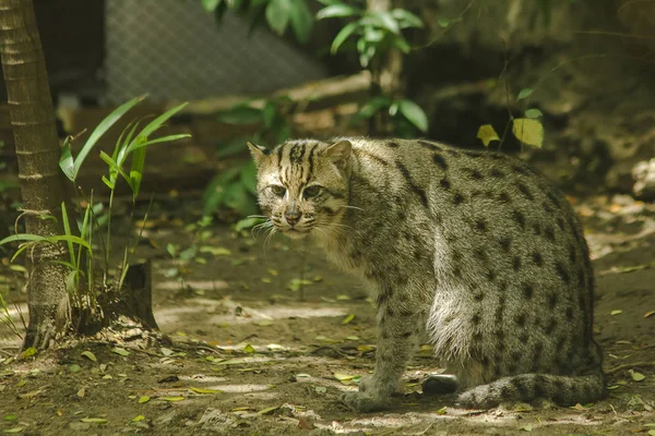 Fishing cat sitting on the floor, is a mammal Small tiger Slightly larger than domestic cats