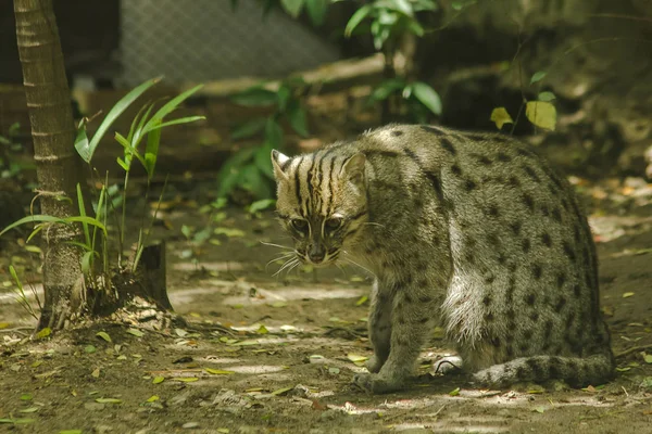 Fishing cat sitting on the floor, is a mammal Small tiger Slightly larger than domestic cats