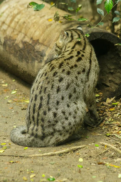 钓鱼猫坐在地板上有一个短而粗糙的体毛与灰色与深棕色斑点平行 — 图库照片