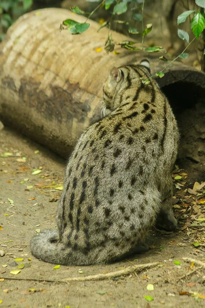 Fishing cat is a mammal. Having a short and rough body hair with gray color With dark brown spots in parallel