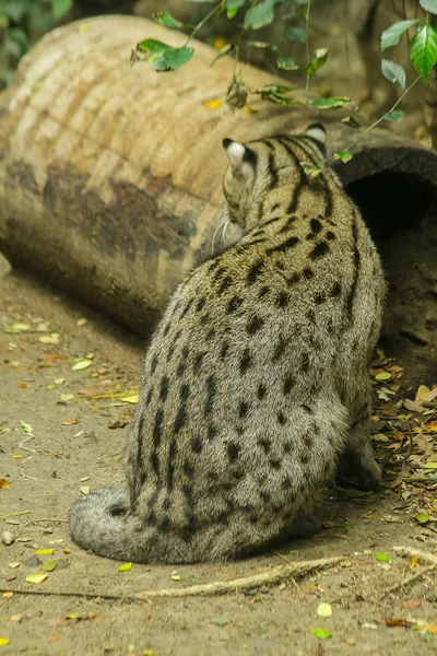 Fishing cat is a mammal. Having a short and rough body hair with gray color With dark brown spots in parallel