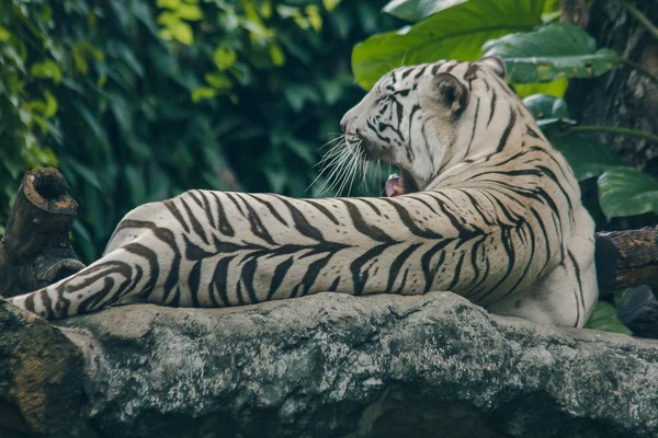 Weißer Tiger Auf Dem Felsen Liegend — Stockfoto