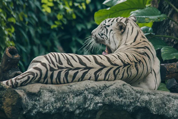 Tigre Branco Deitado Rocha — Fotografia de Stock