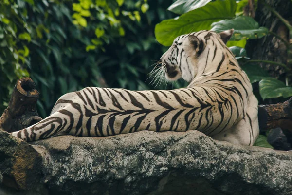 Tigre Branco Deitado Rocha — Fotografia de Stock