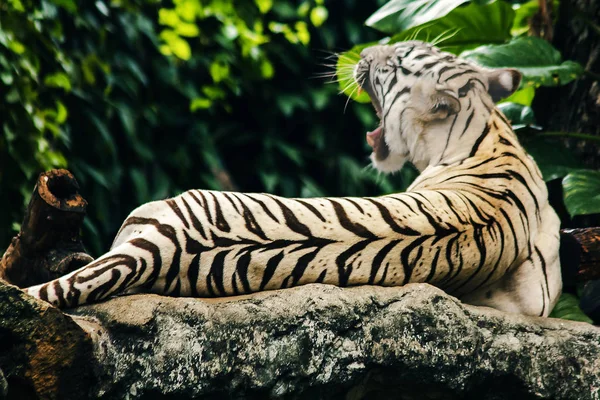 Tigre Blanc Couché Sur Rocher — Photo