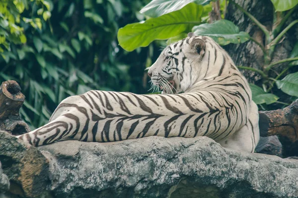 Tigre Blanco Acostado Roca — Foto de Stock