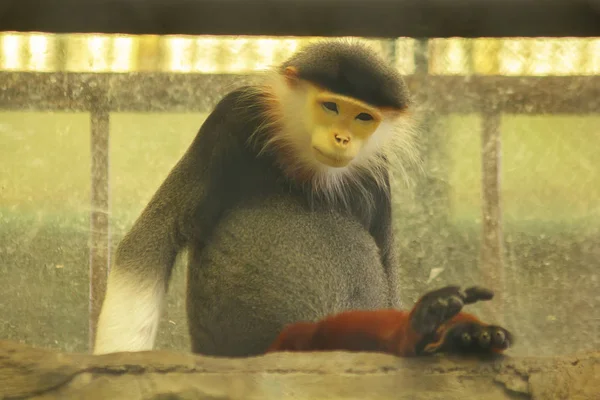 Hayvanat Bahçesinin Kafesinde Kırmızı Saplı Douc Langur — Stok fotoğraf