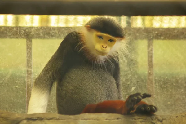 Douc Langur Pernas Vermelhas Gaiola Zoológico — Fotografia de Stock