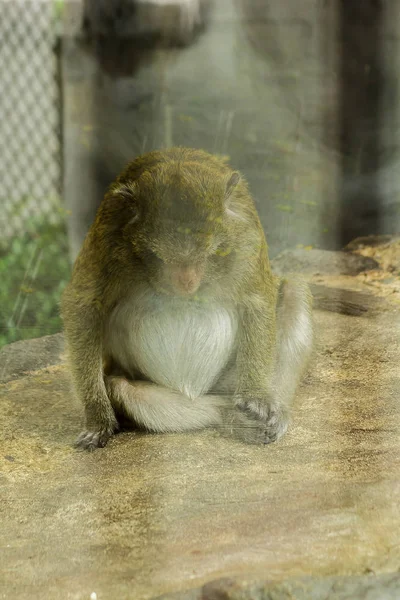 Krab Jedzenie Macaque Zoo Klatce — Zdjęcie stockowe