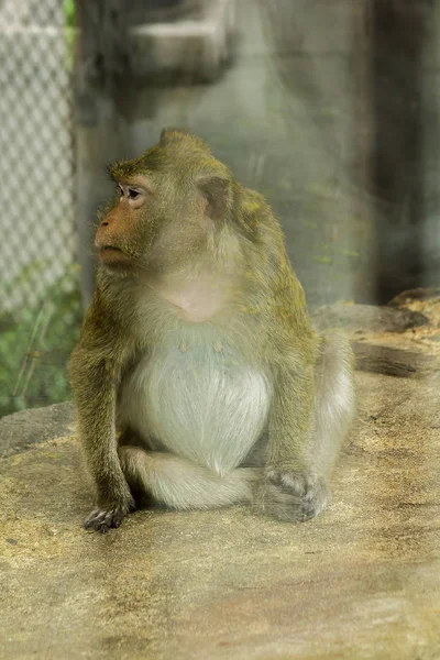 Krab Jedzenie Macaque Zoo Klatce — Zdjęcie stockowe