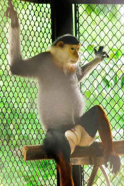 Rotschenkel Douc Langur Käfig Des Zoos — Stockfoto