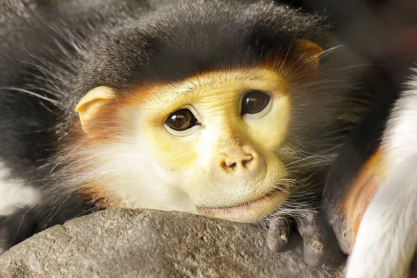 Vermelho Shanked Douc Langur Olhos Gaiola Zoológico — Fotografia de Stock