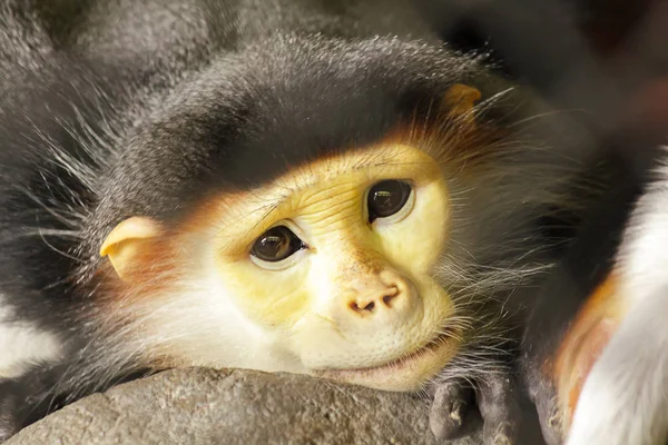 Hayvanat Bahçesinin Kafesinde Kırmızı Saplı Douc Langur Gözleri — Stok fotoğraf