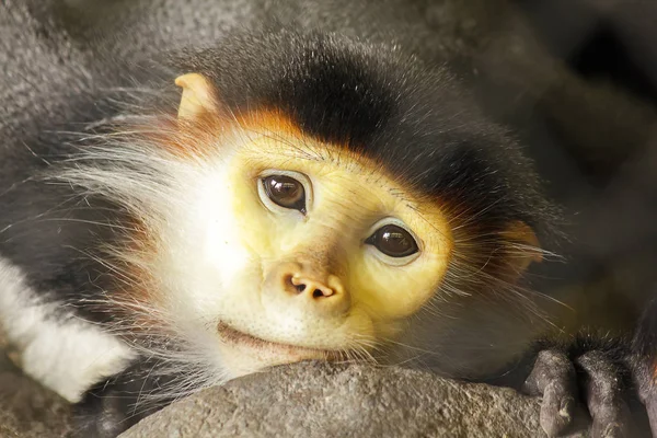 Vermelho Shanked Douc Langur Olhos Gaiola Zoológico — Fotografia de Stock