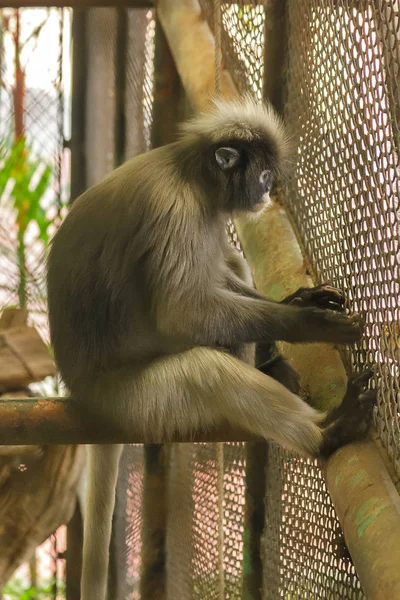 Singe Crépusculaire Dans Cage Zoo — Photo