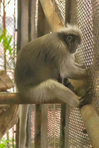 Μαϊμού Φύλλα Στο Κλουβί Του Ζωολογικού Κήπου — Φωτογραφία Αρχείου