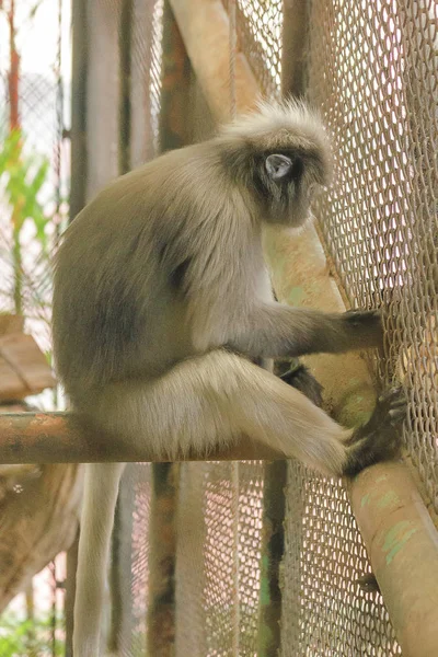 Μαϊμού Φύλλα Στο Κλουβί Του Ζωολογικού Κήπου — Φωτογραφία Αρχείου