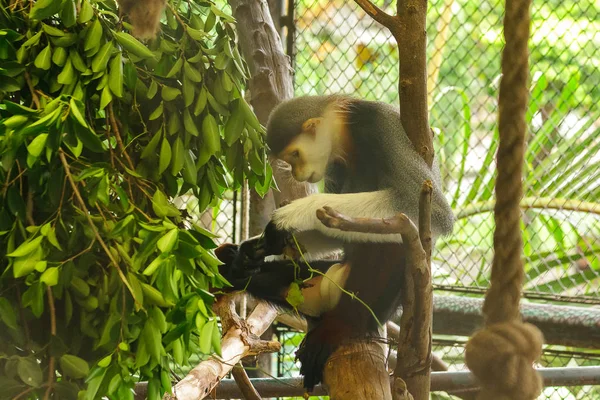 Douc Langur Queue Rouge Dans Cage Zoo — Photo