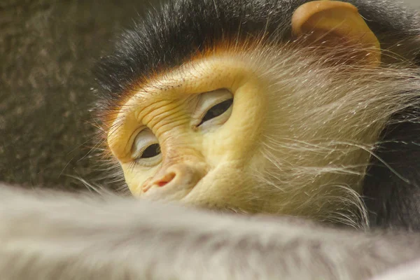 Red Shanked Douc Langur Cag — Zdjęcie stockowe