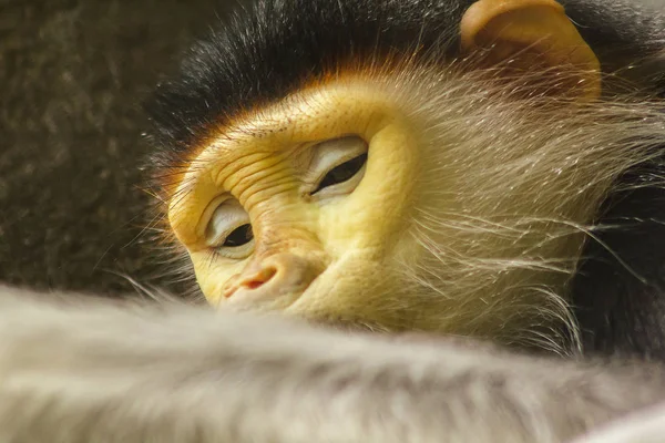 Red Shanked Douc Langur Cag — Zdjęcie stockowe