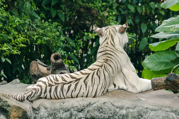 White Tiger Lying Roc — 스톡 사진
