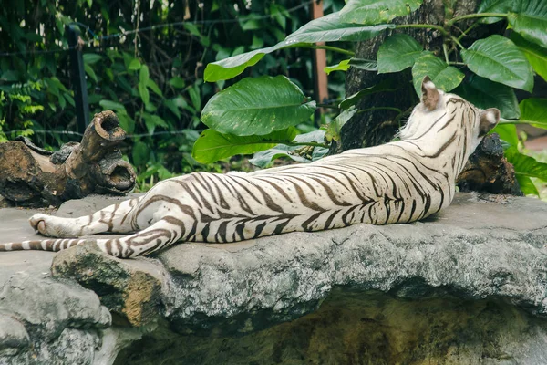 Tigre Blanco Acostado Roc —  Fotos de Stock