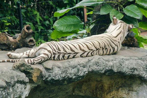 Tigre Blanco Acostado Roc —  Fotos de Stock