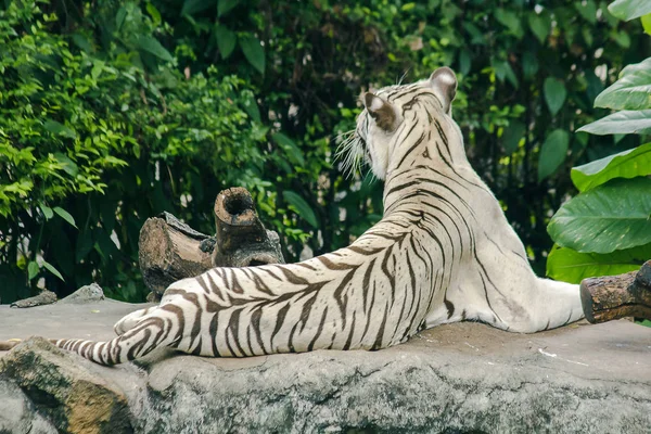 Tigre Blanco Acostado Roc —  Fotos de Stock