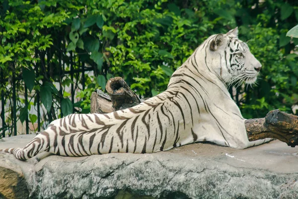 White Tiger Lying Roc — Stock Photo, Image