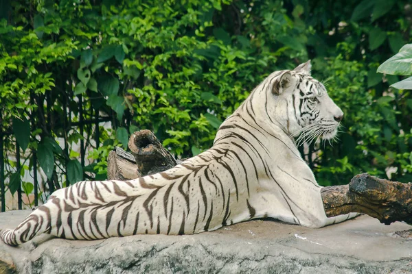 Tigre Blanco Acostado Roc —  Fotos de Stock