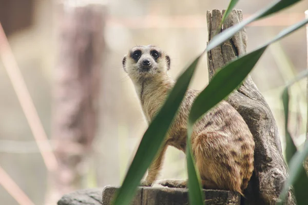 Meerkat has a small body size. Is a mamma