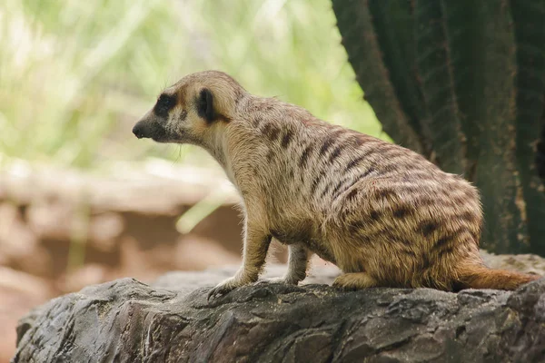 Meerkat Une Petite Taille Est Une Maman — Photo