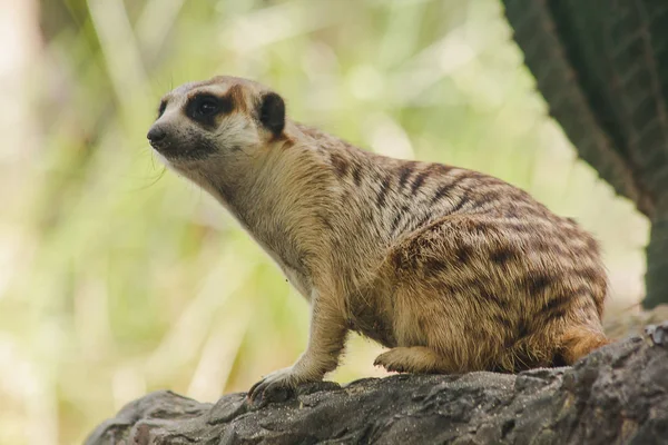 Meerkat Une Petite Taille Est Une Maman — Photo