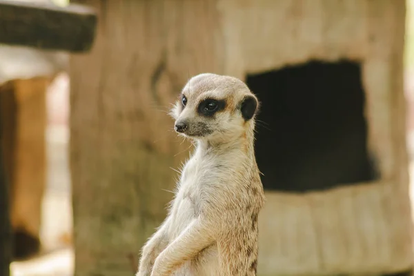 Meerkat Küçük Bir Vücut Boyutu Vardır Bir Mamma — Stok fotoğraf