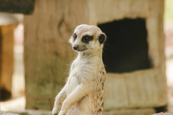 Meerkat Heeft Een Kleine Lichaamsgrootte Een Mamma — Stockfoto