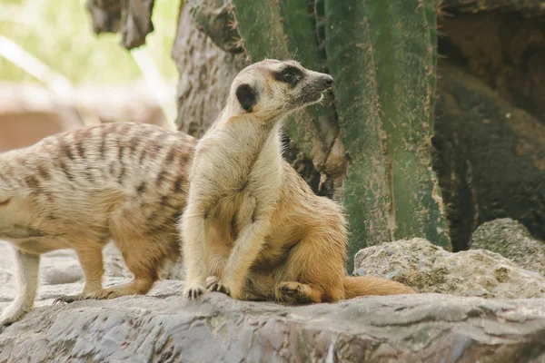 Meerkat has a small body size. Is a mamma