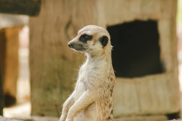 Meerkat Küçük Bir Vücut Boyutu Vardır Bir Mamma — Stok fotoğraf