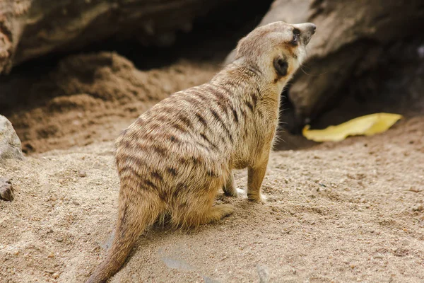 Meerkat Une Petite Taille Est Une Maman — Photo