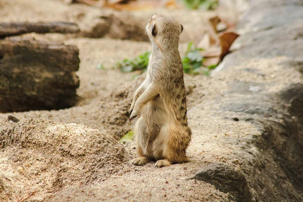 Meerkat Une Petite Taille Est Une Maman — Photo