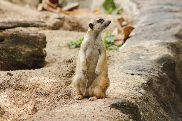 Meerkat Küçük Bir Vücut Boyutu Vardır Bir Mamma — Stok fotoğraf