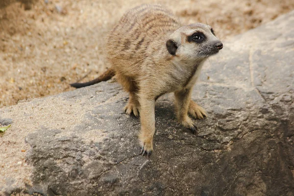 Meerkat Une Petite Taille Est Une Maman — Photo