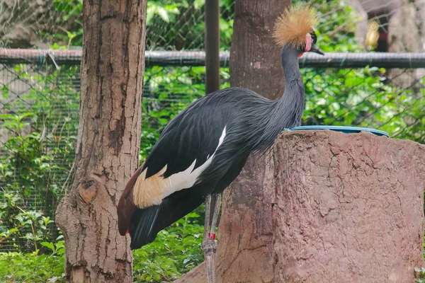 Black Crowned Crane is a bird in the crane family. Found in Savannah grasslands in Africa, south of the Sahara Desert.