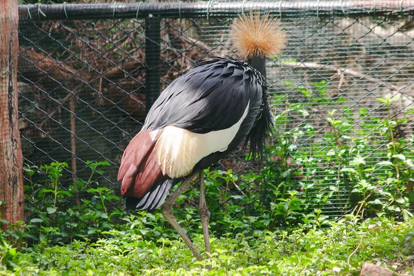 Fekete Koronás Crane Egy Madár Daru Család Található Savannah Gyepek — Stock Fotó