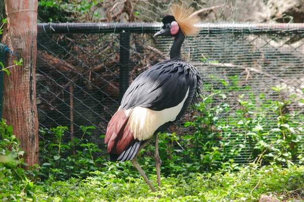 Black Crowned Crane is a bird in the crane family. Found in Savannah grasslands in Africa, south of the Sahara Desert.